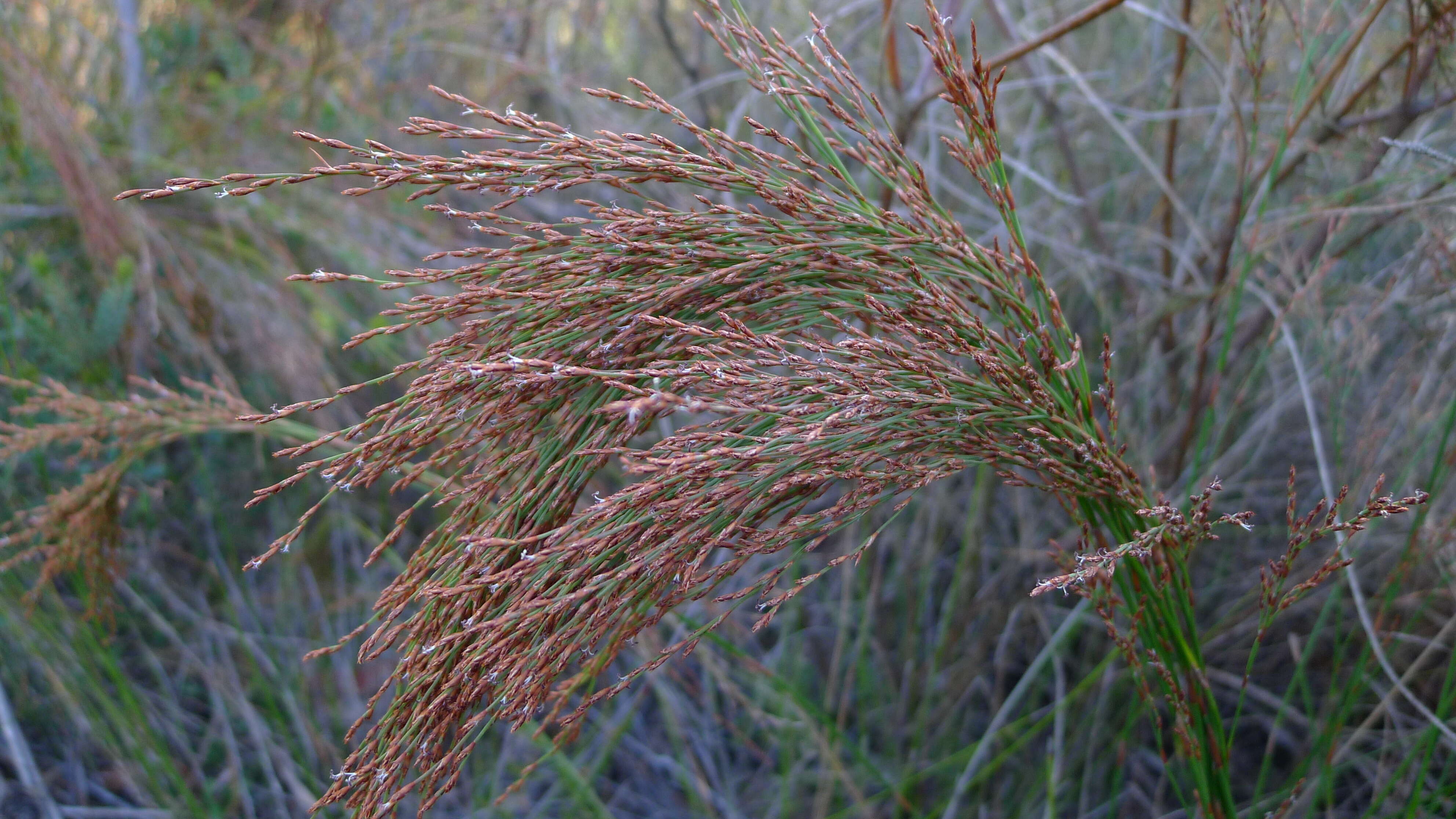 Слика од Chordifex fastigiatus (R. Br.) B. G. Briggs