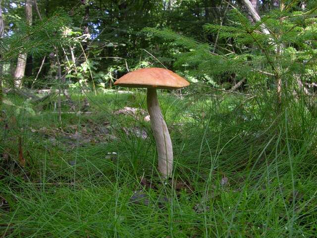 Image of Leccinum