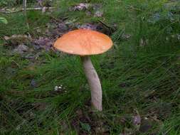 Image of Leccinum