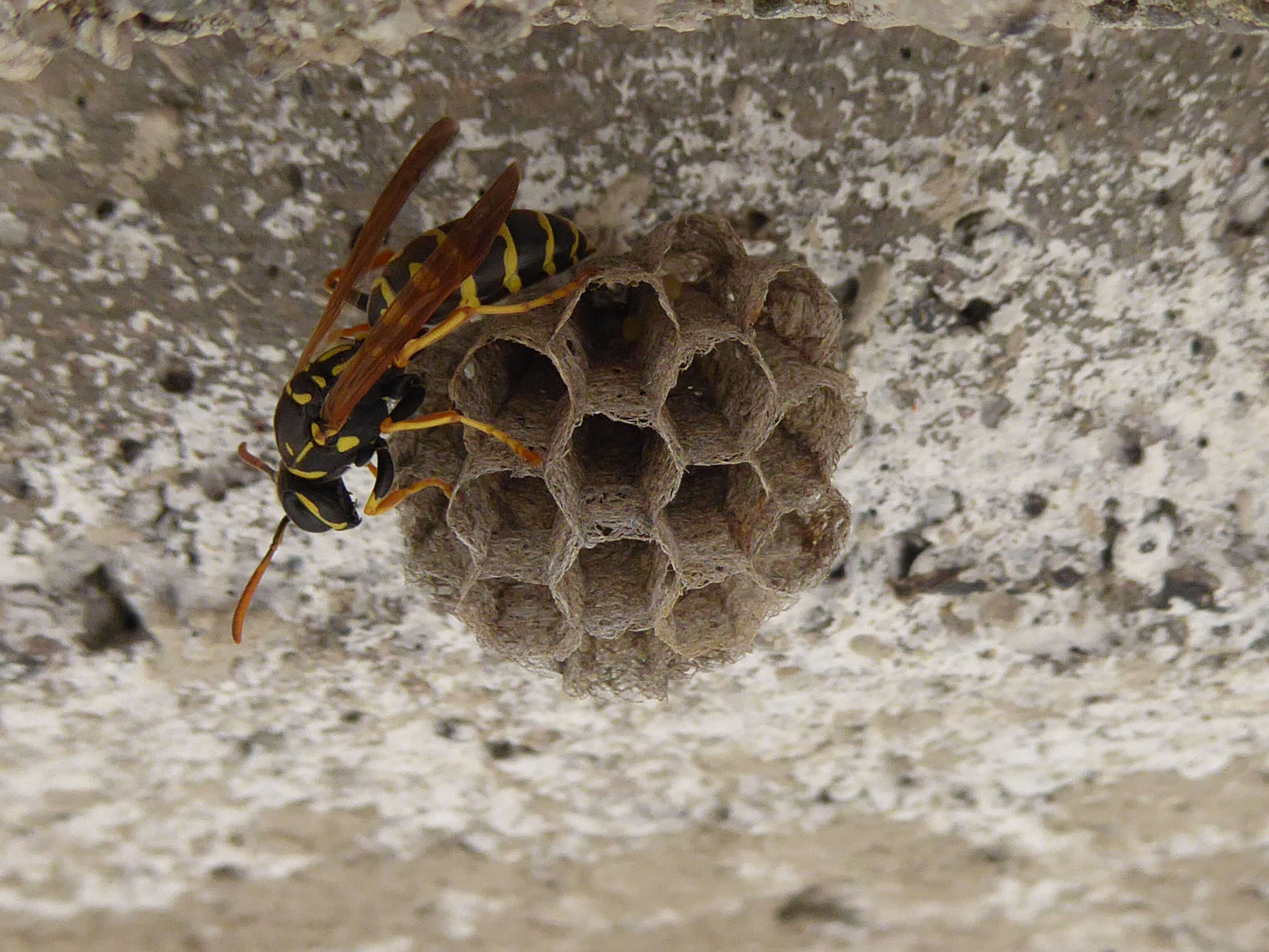 Image of Polistes associus Kohl 1898