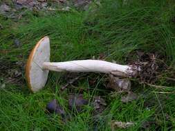 Image of Leccinum