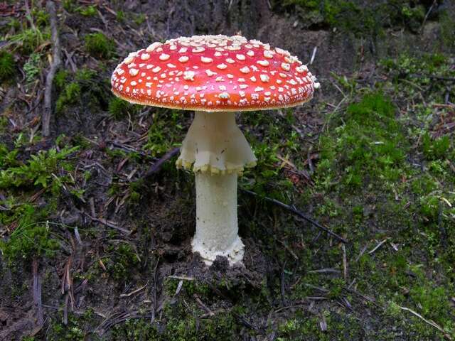 Image of Amanita