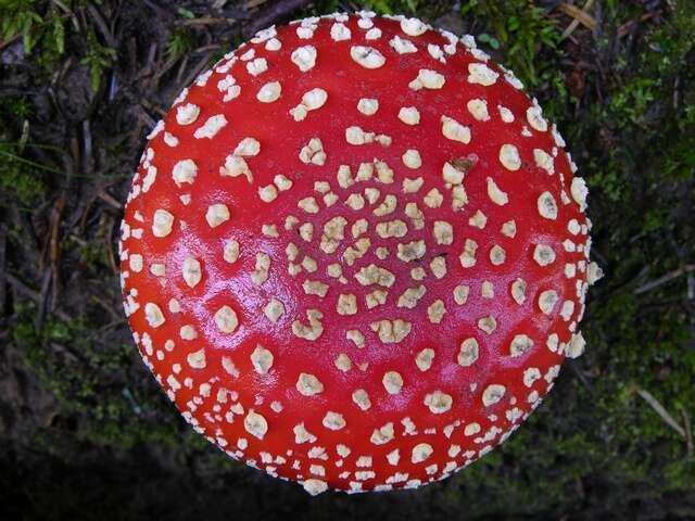 Image of Amanita