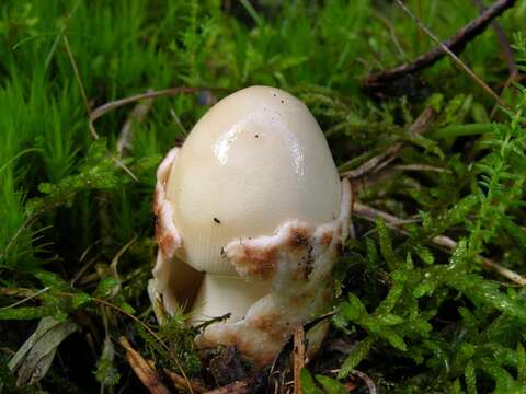 Image of Amanita