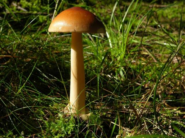 Image of Amanita