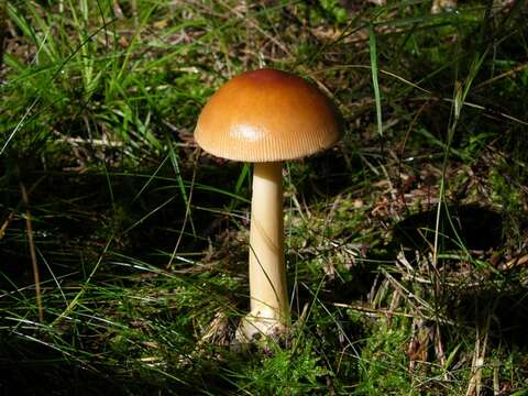 Image of Amanita