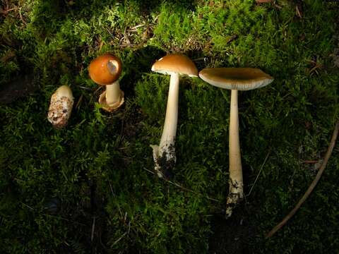 Image of Amanita