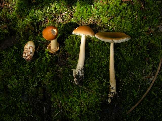 Image of Amanita