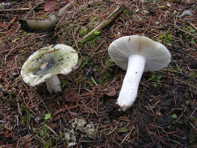 صورة Russula aeruginea Lindblad ex Fr. 1863