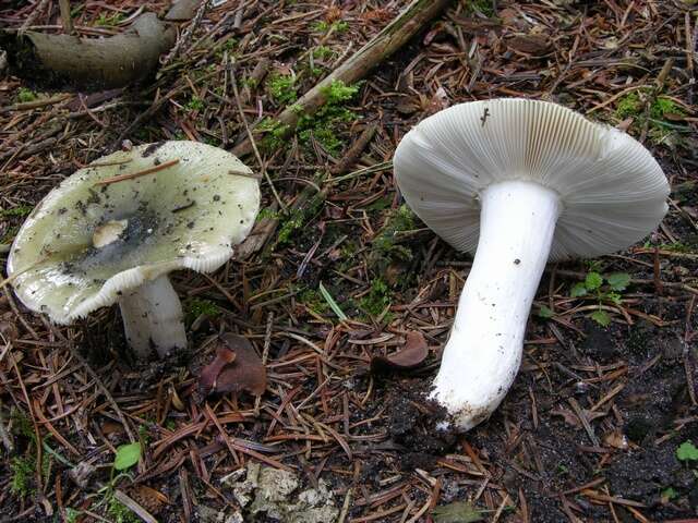 صورة Russula aeruginea Lindblad ex Fr. 1863