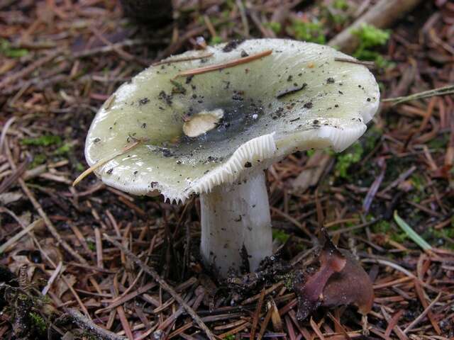 صورة Russula aeruginea Lindblad ex Fr. 1863