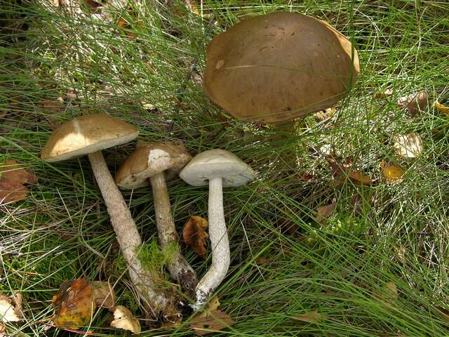 Image of Leccinum