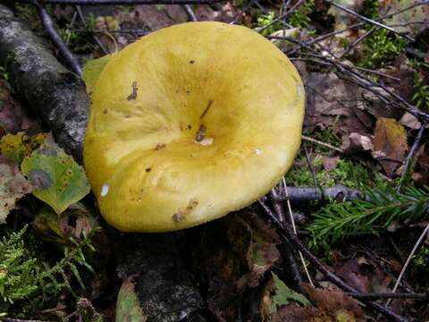 Image of yellow swamp brittlegill