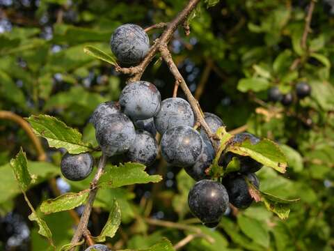 Plancia ëd Prunus domestica L.