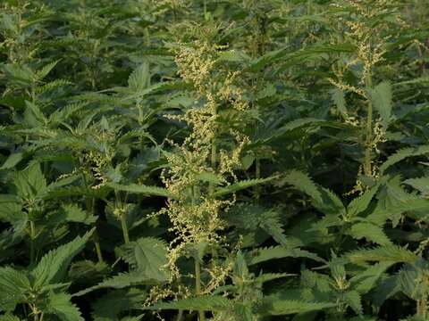 Image of nettle