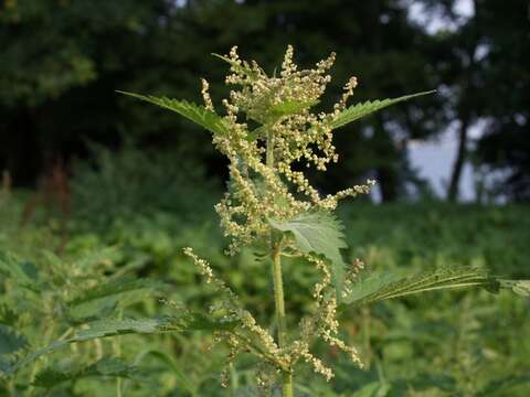 Image of nettle