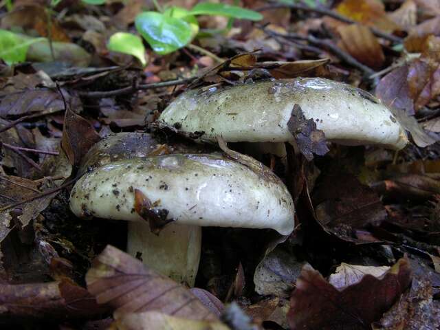 Image of Russula nigricans Fr. 1838