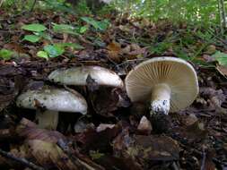 Image of Russula nigricans Fr. 1838