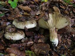 Image of Russula nigricans Fr. 1838