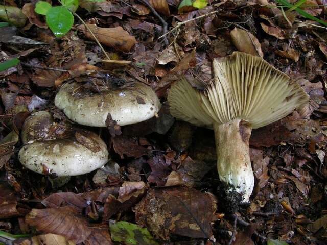 Image of Russula nigricans Fr. 1838