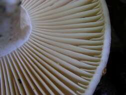 Image of Russula nigricans Fr. 1838