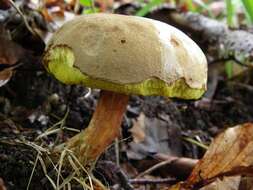 Boletus subtomentosus L. 1753 resmi