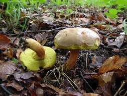 Boletus subtomentosus L. 1753 resmi