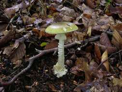 Image of Amanita