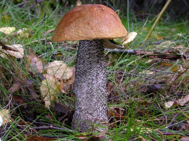 Image of Leccinum