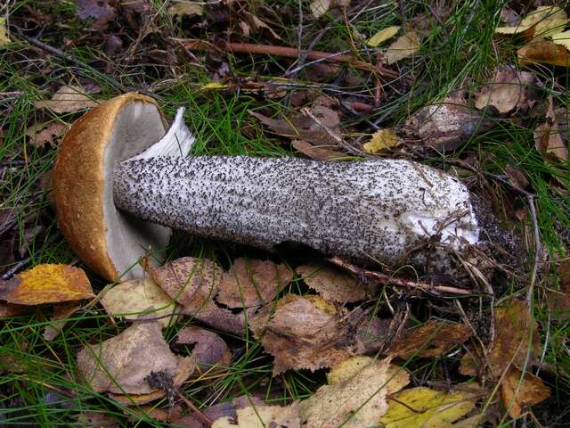 Image of Leccinum