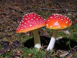 Image of Amanita