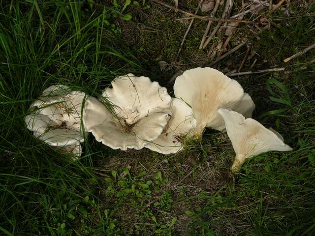 صورة Leucopaxillus