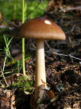 Image of Amanita