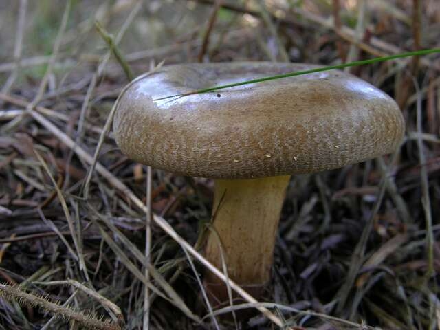 Imagem de Paxillus