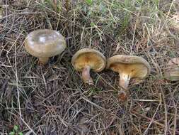 Imagem de Paxillus