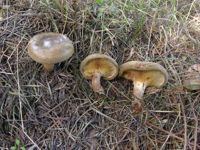 Image of Paxillus