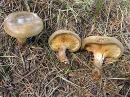 Image of Paxillus