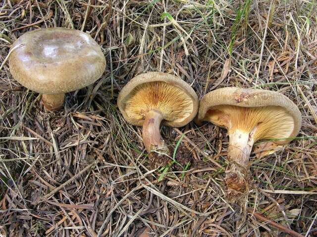 Imagem de Paxillus