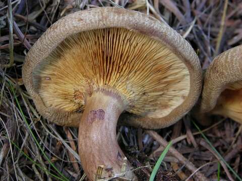 Image of Paxillus