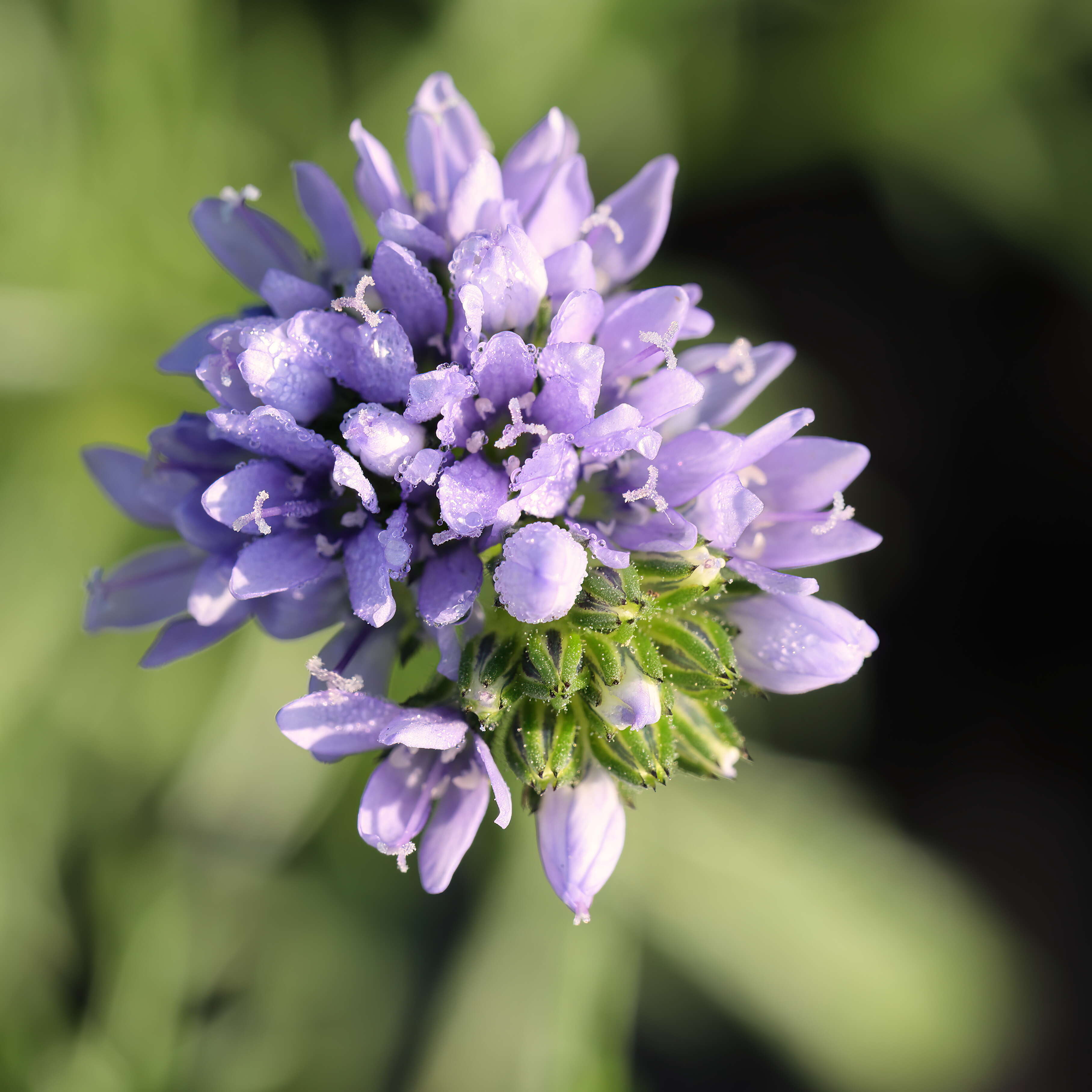 Image of bluehead gilia