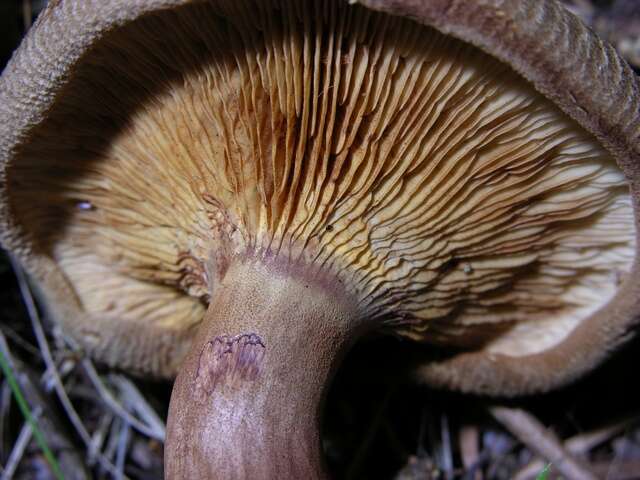 Image of Paxillus