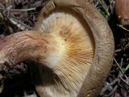 Image of Paxillus