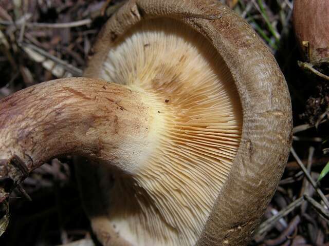 Imagem de Paxillus