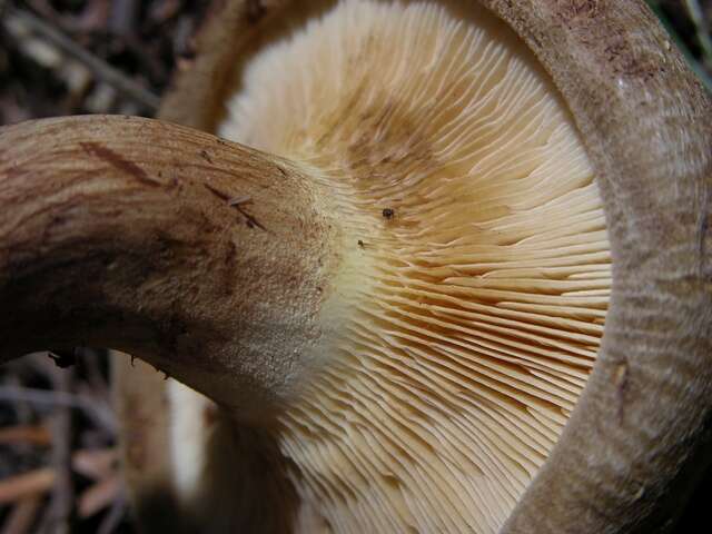 Image of Paxillus