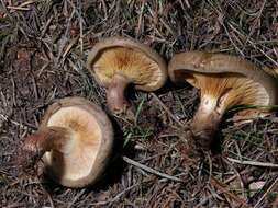 Image of Paxillus