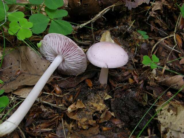 Image of Mycena rosea Gramberg 1912