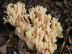 Ramaria fagetorum Maas Geest. ex Schild 1978 resmi