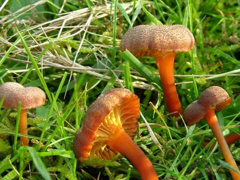 Image of Hygrocybe turunda (Fr.) P. Karst. 1879