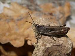 Chorthippus (Glyptobothrus) biguttulus (Linnaeus 1758) resmi