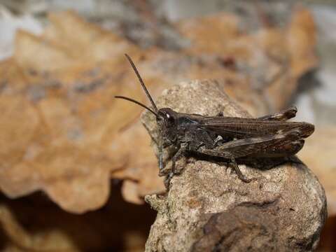 Image of bow-winged grasshopper